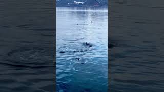 Orcas In Lofoten Norway on Hurtigruten [upl. by Kara]