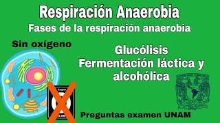 Respiración Anaerobia Sin Oxígeno  Respiración Celular  Examen UNAM [upl. by Otrebogir981]