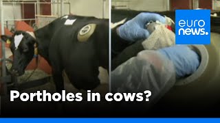 Swiss made cows fitted with portholes in stomach to test digestion  euronews 🇬🇧 [upl. by Wehrle]