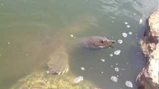 Giant African Softshell TurtlesTrionyx triunguis In Israel River mov [upl. by Roberson]