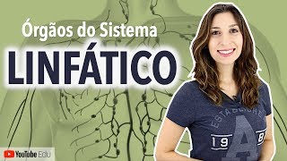 Órgãos do Sistema Linfático 44  Anatomia e etc [upl. by Shem]