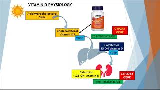 Single Nucleotide Polymorphisms of vitamin D Genes and High Dose Vitamin D Therapy [upl. by Aleira533]