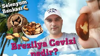 Brezilya cevizi nedir Dünyanın Selenyum içeriğine sahip ilk sıradaki besin maddesi brazil nut [upl. by Atteuqaj]