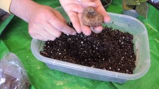 Planting Gloxinia Tubers [upl. by Alfonse]