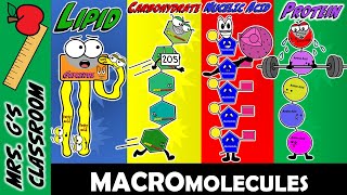 What Are the 4 Major Macromolecules and How Are They Made [upl. by Tertias752]