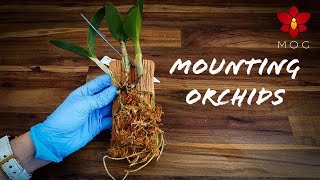 Mounted Orchids  How to amp Care Tips  Orchid Care for Beginners [upl. by Inalaehak]