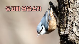 동고비 울음소리 The sound of nuthatch crying [upl. by Selinda]