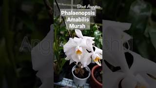 Anggrek Phalaenopsis Amabilis Murah anggrek phalaenopsis amabilis anggrekmurah anggrek [upl. by Bledsoe]