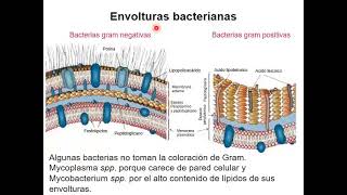 1 Introducción a la Bacteriología [upl. by Ayerdna495]