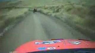 Rally Car hits a cow [upl. by Eimak]