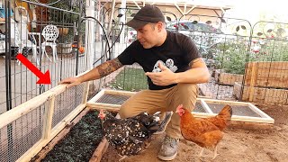 NEW Updated Grazing Box Design DIY  IMPROVING The Chicken Yard [upl. by Tibbitts]