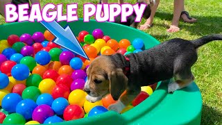 Beagle Puppies Crying amp Barking Compilation [upl. by Esikram474]