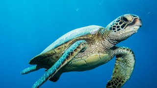 turtle swimming in the sea No copyright Videos free videos 4K footage [upl. by Jerrol]