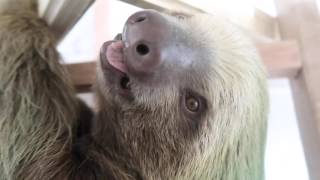 Adorable Pet Sloth [upl. by Nawrocki]