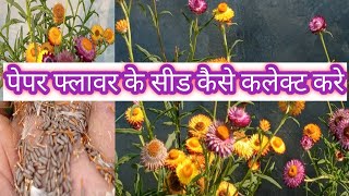 How To Collect Seeds From Helichrysum Flower Peper Flower seeds  garden gardening with pratigya [upl. by Sila]