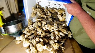 Morel Mushrooms 2024 Chaos in the Mycelium [upl. by Ramej]