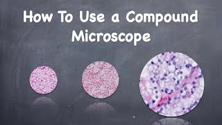 How To Use a Compound Microscope [upl. by Varden5]