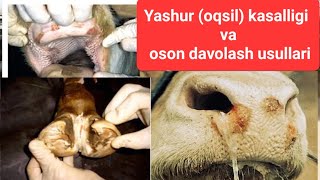 Yashur kasalligi va oson davolash usullari 1qism  яшур касаллиги ва даволаш yashur oqsil яшур [upl. by Chamkis]