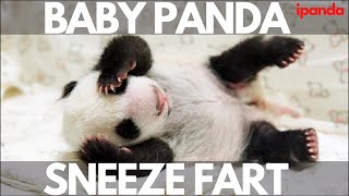 Baby panda sneeze fart 🐼  ipanda  DAY90 [upl. by Enorel717]