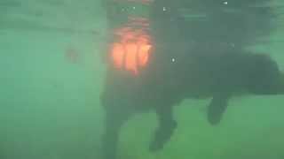 Rasta Newfoundland dog underwater view [upl. by Ainahpets]