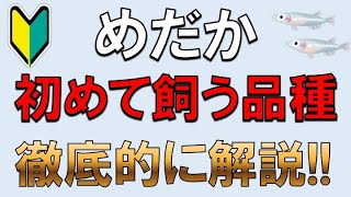 【これを選べ】初心者必見！飼いやすいメダカの種類と選び方を徹底解説します [upl. by Wilone130]