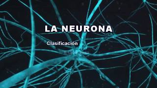 LA NEURONA Clasificación estructura y funciones [upl. by Phenice]