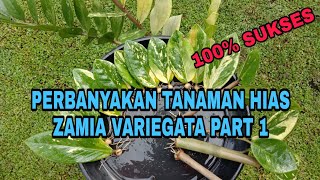 PERBANYAKAN TANAMAN ZAMIA VARIGATA Zamioculcas zamiifolia PART 1 [upl. by Judi]