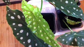 Begonia Maculata Propagation Update [upl. by Swaine]