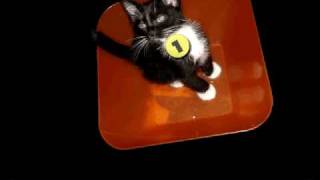 CAT SONG presented by NUTHATCH47 [upl. by Fletch]