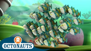 Octonauts  The Humuhumunukunukuapua’a  Full Episode 49  Cartoons for Kids [upl. by Salmon]