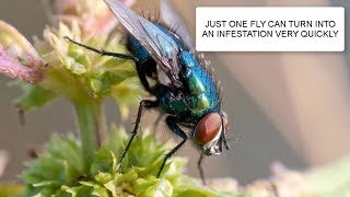 HOW TO GET RID OF FLIES amp FLY CONTROL UK  CATCHIT LTD PEST CONTROL LONDON [upl. by Newnorb]