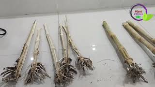 Stalk Rot of maize and its control  Plant Clinics  TrichoShield best Bio fungicide  Dr Jamil [upl. by Birck]