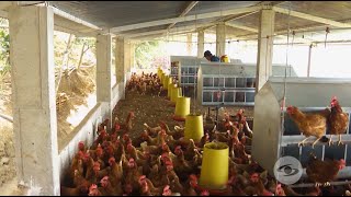 Fumigación en galpones de gallinas [upl. by Nylecaj544]