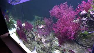 2018 150 Gallon Caribbean Macroalgae saltwater biotope aquarium [upl. by Yelrebma]