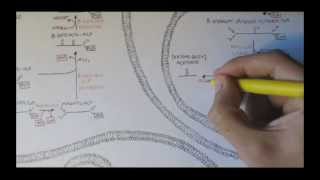 Human Metabolism Map VIII  Ketone Body Production [upl. by Sabsay]