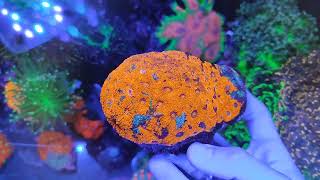 Submersa  Acanthastrea Echinata 24K [upl. by Ayotyal]