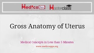 Gross Anatomy of Uterus [upl. by Ecirted]