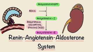 Renin Angiotensin Aldosterone System  RAAS  Juxtaglomerular Apparatus  JGA  Renal Physiology [upl. by Prasad]