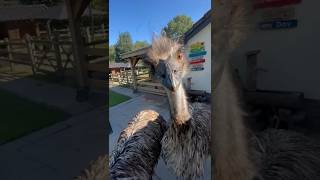 Feeding the Dinos emu birds animals dinosaur fyp [upl. by Cohbert757]