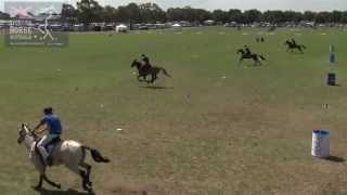 FLAG AND BARREL RACE SPORTING HORSE AUSTRALIA [upl. by Taka]