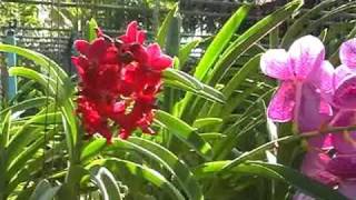 Orchid Nursery at Thai Phuket Orchid Farm [upl. by Anamor]