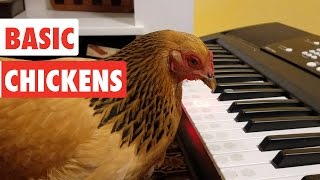 Basic Chickens  Funny Chicken Video Compilation [upl. by Haduhey]