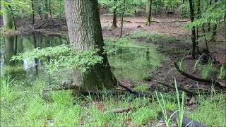 Dunkelsee Stuttgarter Waldsee unterhalb der Solitude [upl. by Sharleen]