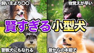 【飼うのが大変？】賢くて知能の高い小型犬5選！！ [upl. by Tyika]