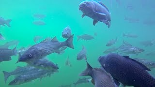 Spearfishing carp in lake mead colorado river [upl. by Kallman]