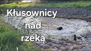 SZOK  Rzeka obstawiona rzutkami kłusowniczymi [upl. by Lyris]