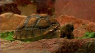 Pet Turtles  How to Care for a Desert Tortoise [upl. by Sonstrom]