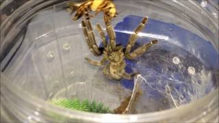 Tarantula Feeding Video 1 Scorpions Included [upl. by Ahsatniuq]