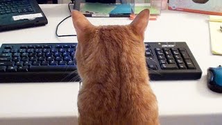 What its like to Work with Cats [upl. by Elmo516]