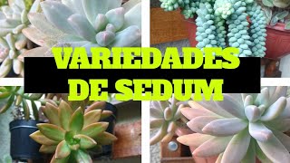 TIPOS DE SEDUM PARTE 1 [upl. by Chip271]